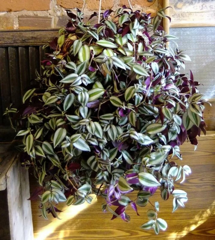 Традесканция зебрина Tradescantia Zebrina