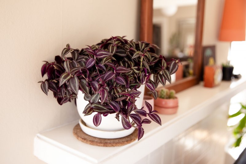 Традесканция толстянковая Tradescantia Crassula