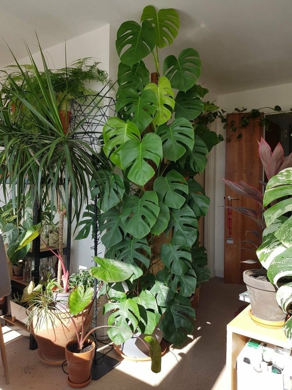 Монстера деликатесная (Monstera deliciosa)