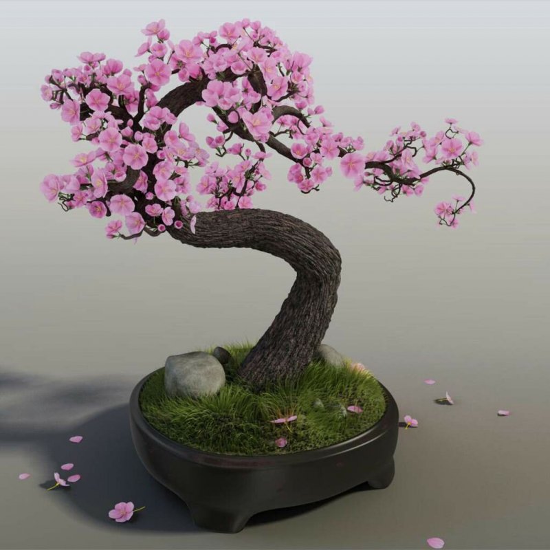 Bonsai Trees Сакура