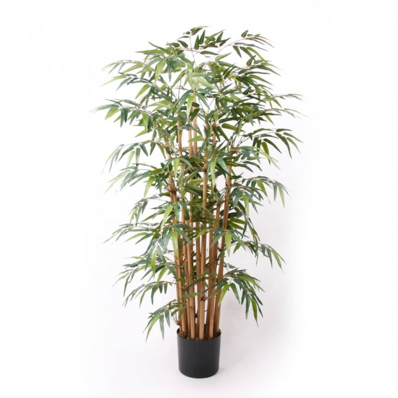 Bamboo Monica
