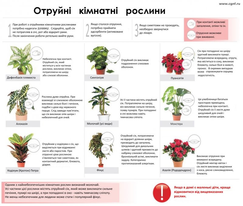 Ядовитые комнатные растения 10