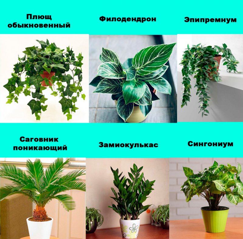 Комнатные цветы с хорошей энергетикой