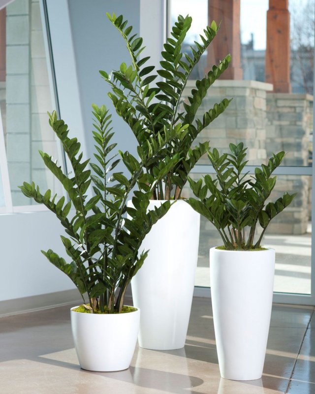 Замиокулькас zamiifolia