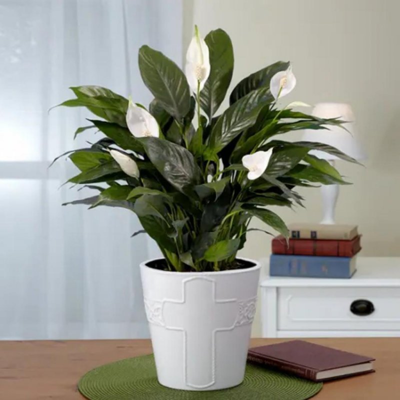 Peace Lily - Spathiphyllum wallisii Home