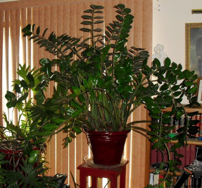 Замиокулькас Родина растения
