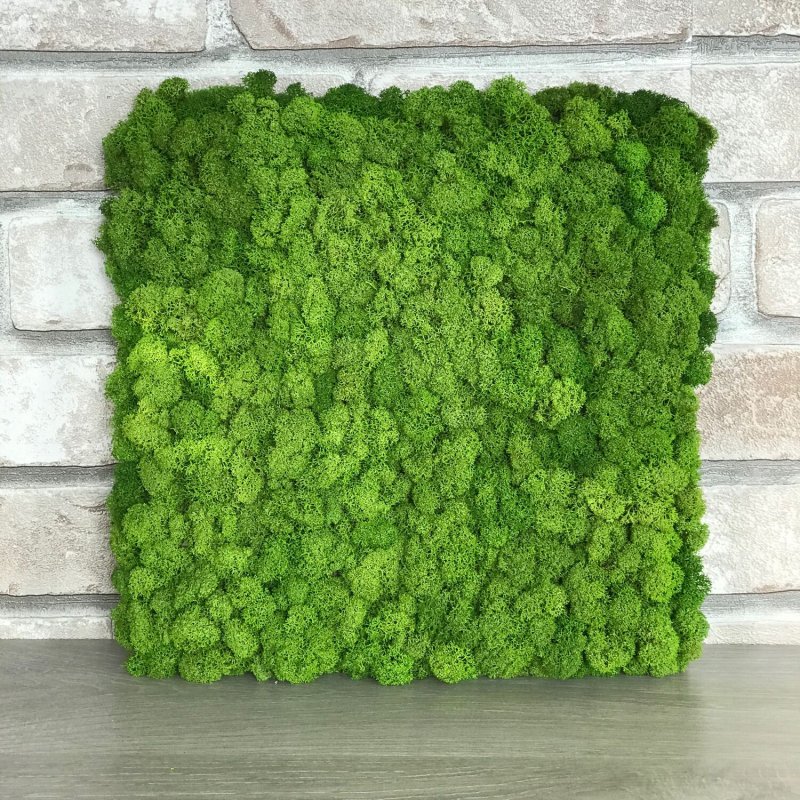 Green Room мох