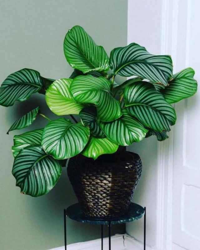 Calathea orbifolia