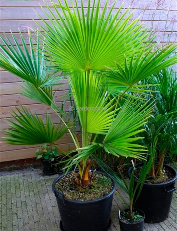 Dracaena marginata