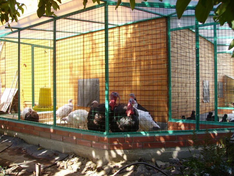 Птичник для индюков