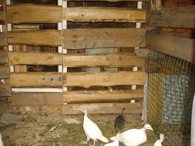 Выгодно ли разводить индюков на продажу