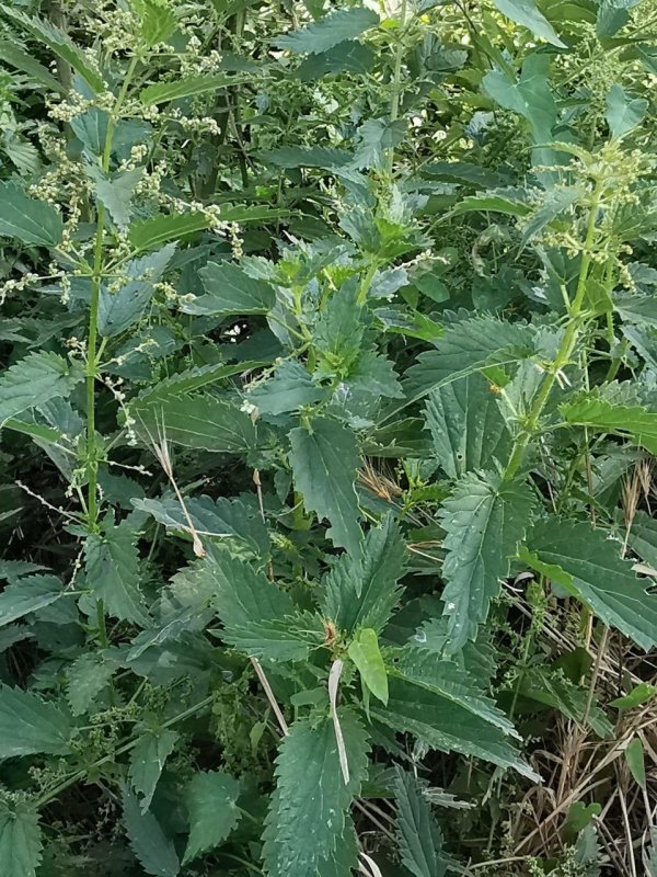 Крапива двудомная (Urtica dioica l.)