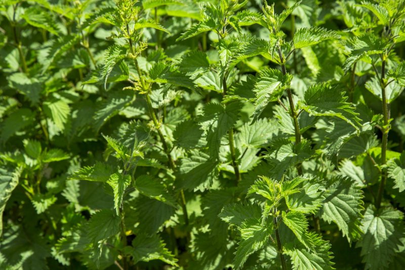Крапива Сондена (Urtica sondenii)