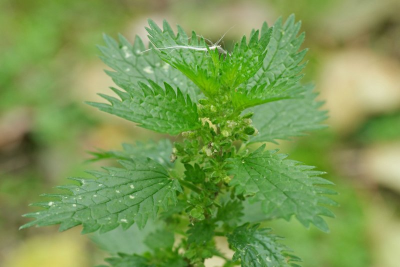 Urtica urens цветки