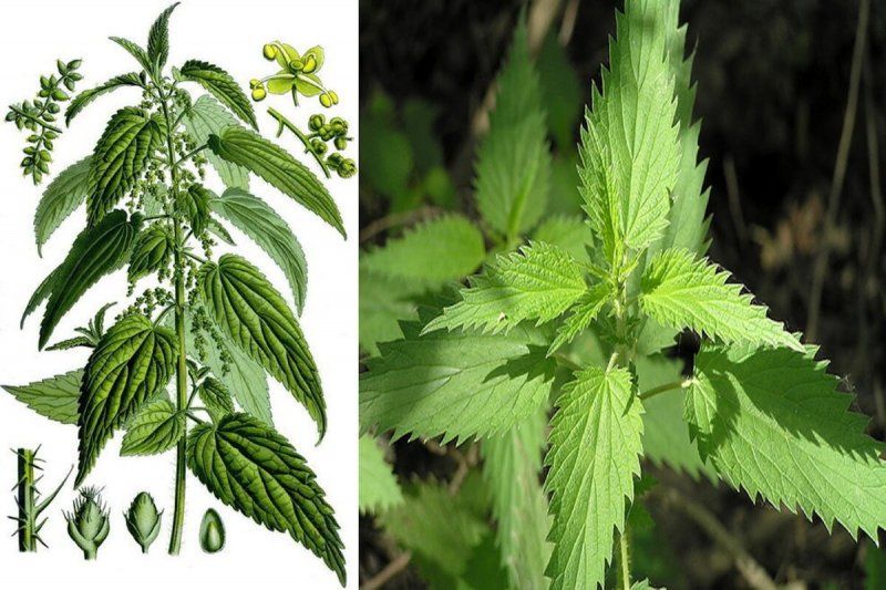 Қичитқи ўт (чақонғич, газанда) Urtica dioica l