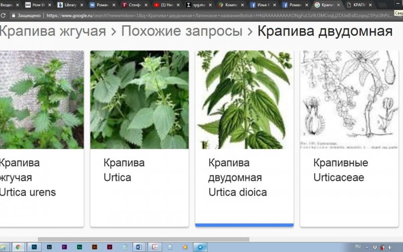 Ереминская крапива