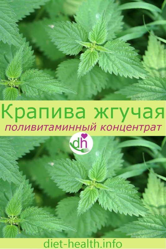 Репейник ли крапива двудомная