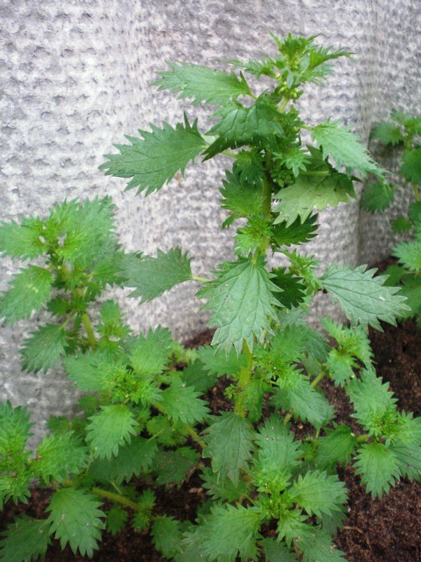 Крапива жгучая Urtica dioica