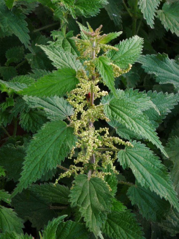 Крапива жгучая (Urtica urens)