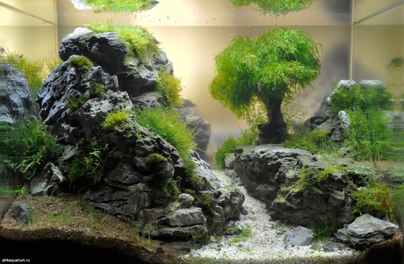 Aquascape 100l