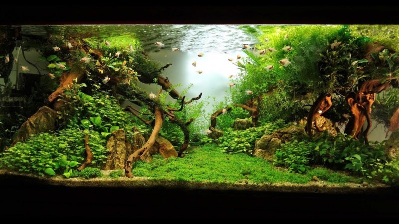 Коряга в аквариуме 200л