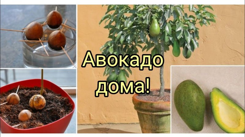 Авокадо дерево дома