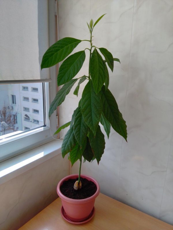 Авокадо рассада