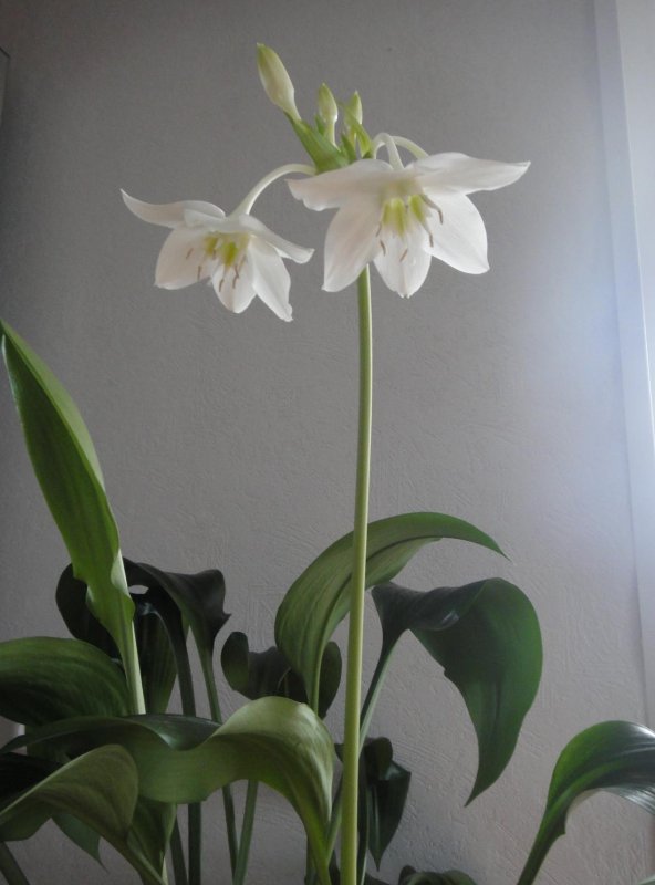 Эухарис (Eucharis)
