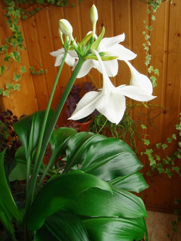 Эухарис (Eucharis)
