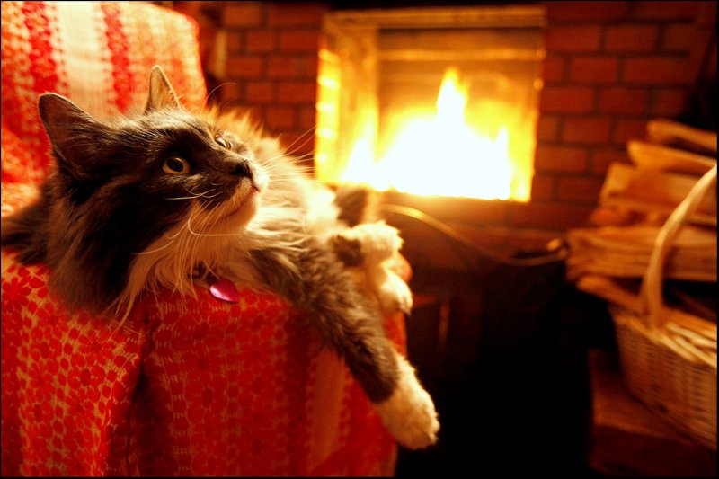 Коты у камина
