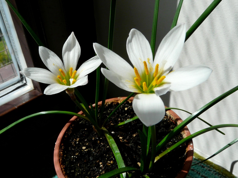 Зефирантес (Zephyranthes)