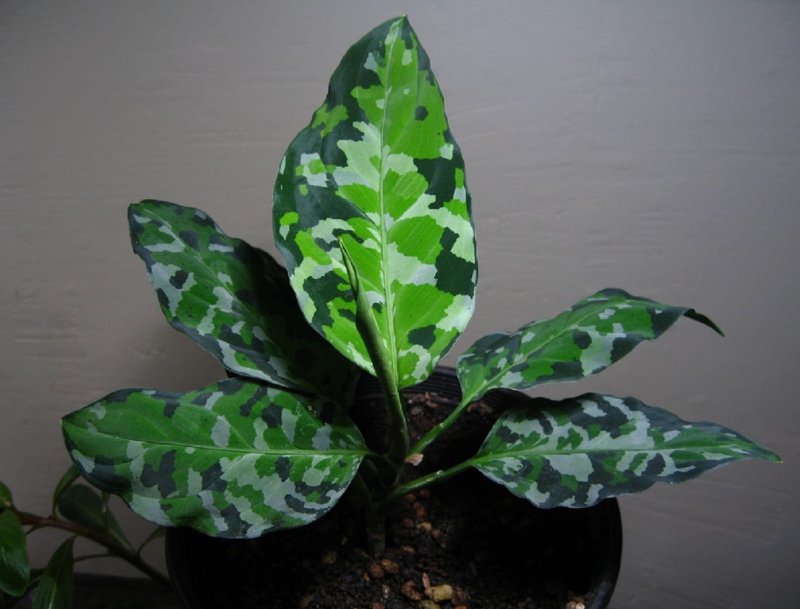 Аглаонема Расписная Aglaonema pictum
