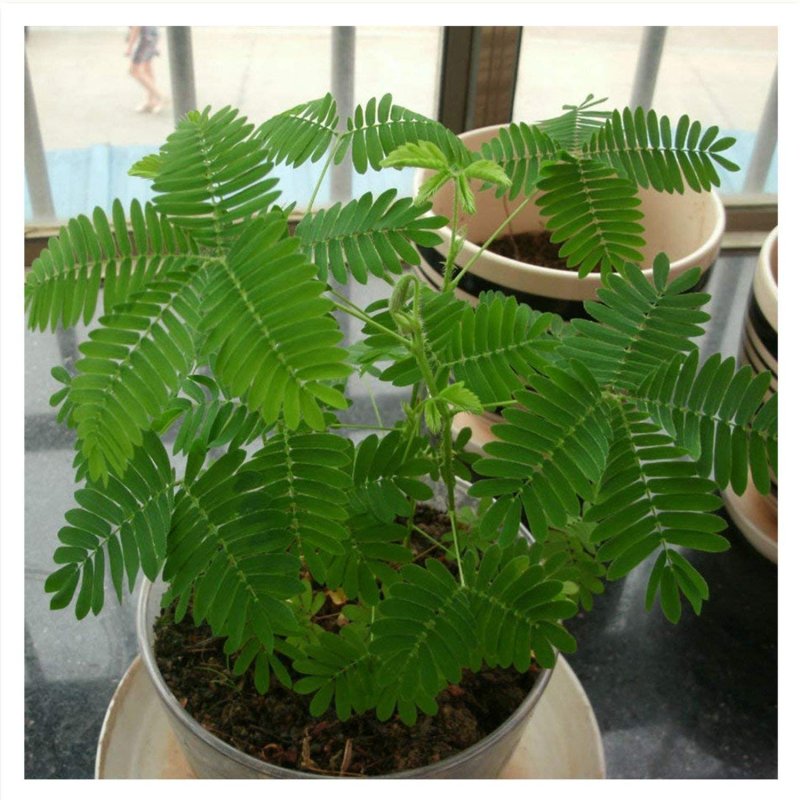 Acacia dealbata (Акация) в горшке