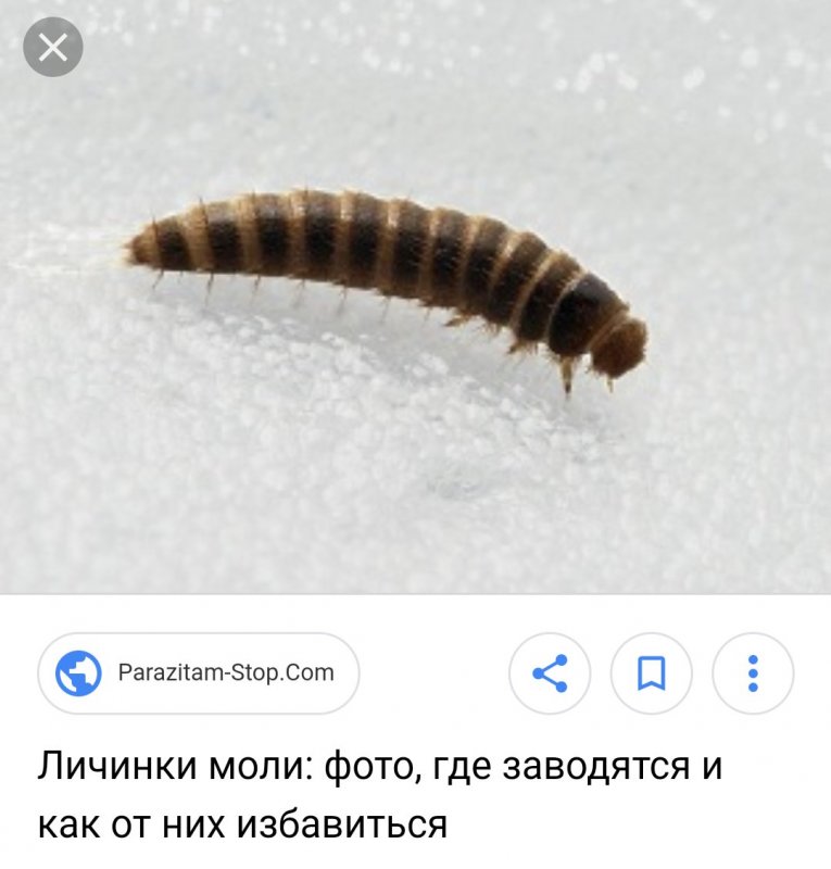 Маленькие насекомые в доме