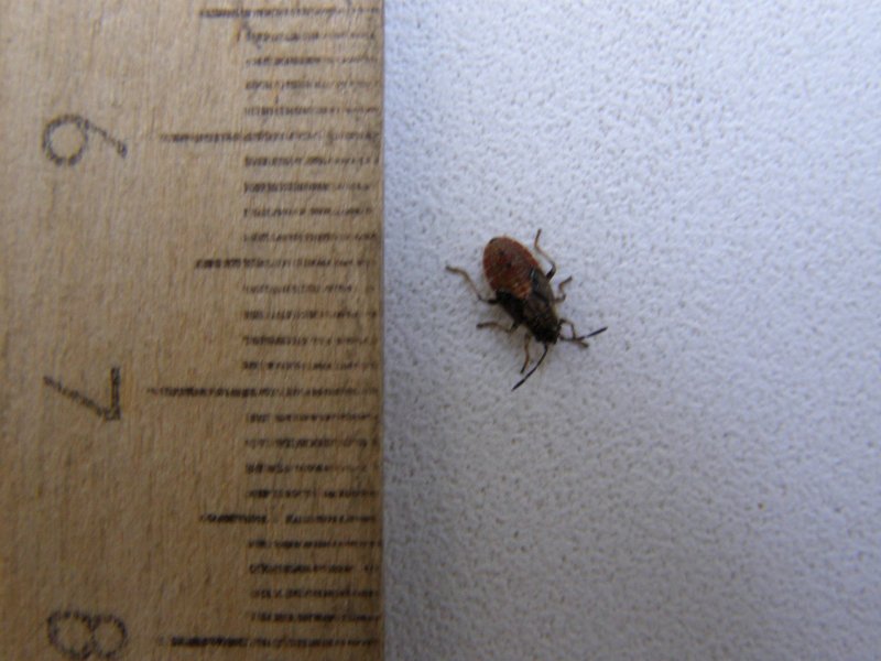 Attagenus smirnovi
