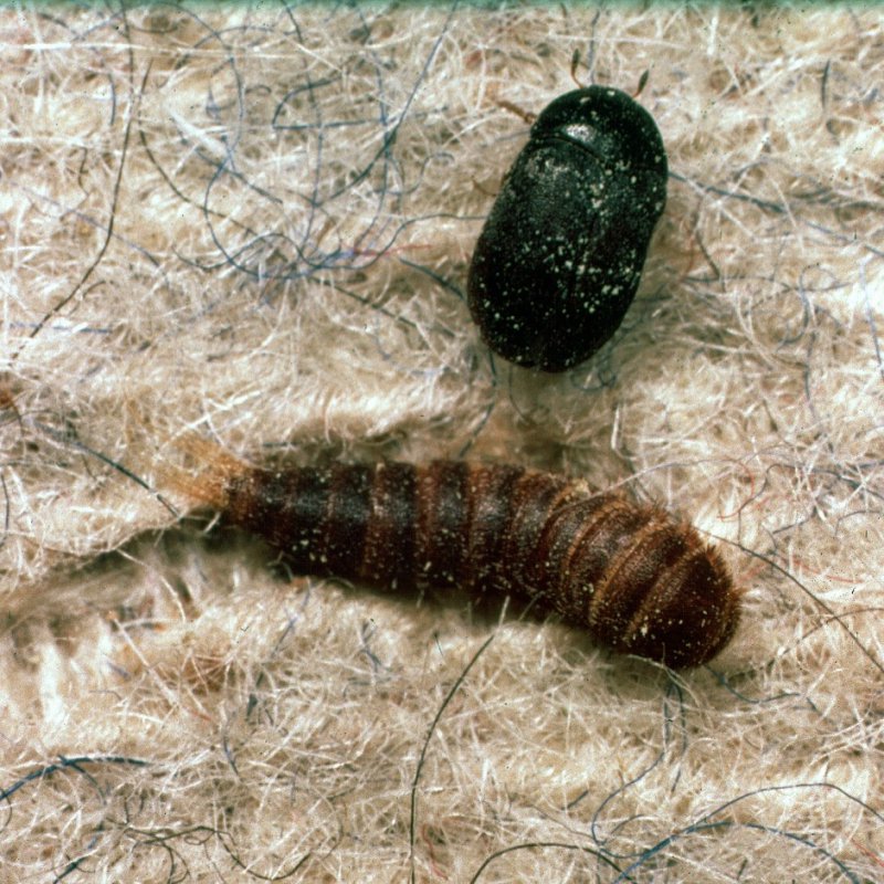 Чешуйница (lepisma saccharina)