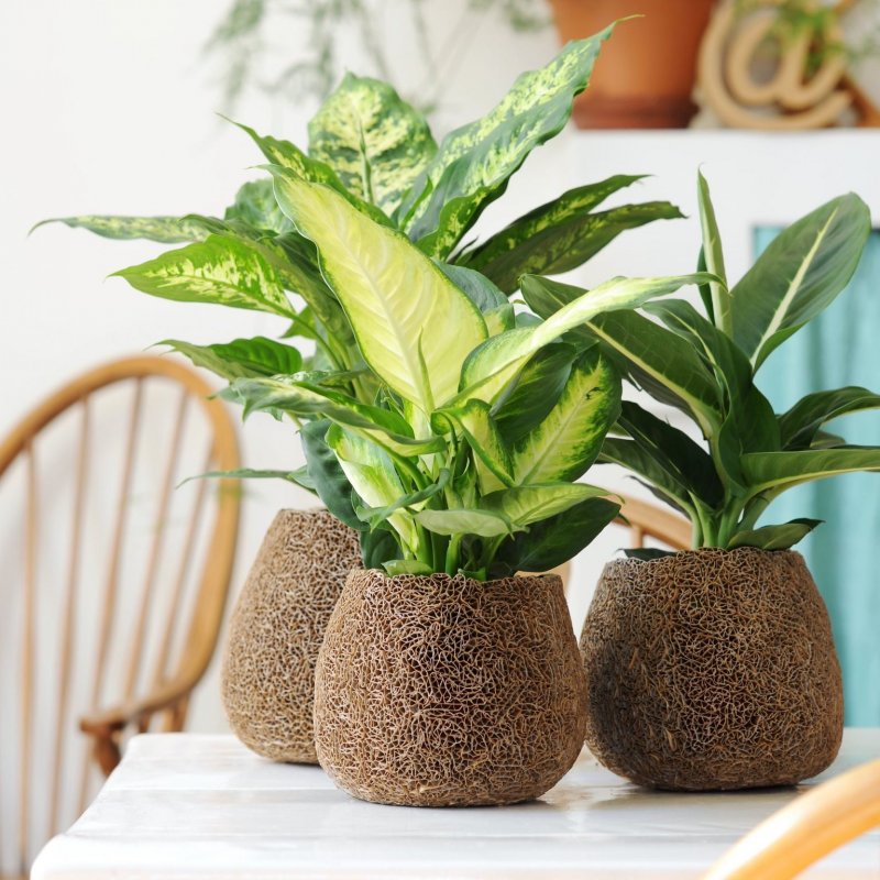 Dieffenbachia Summer Style