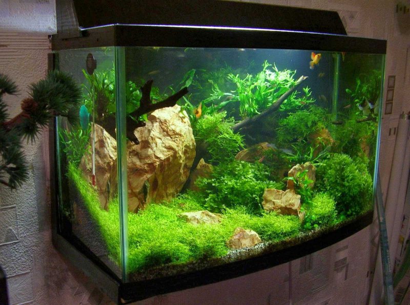 Красивые аквариумы