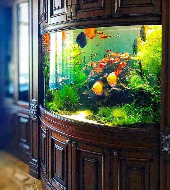 Красивые аквариумы