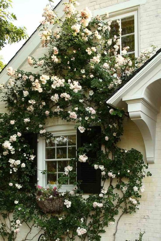 Роза плетистая Kletterrose