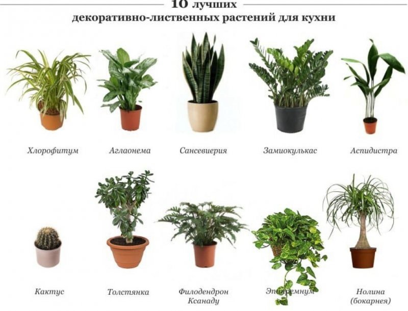 Комнатные растениянпщвания