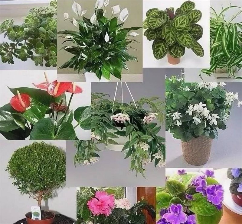 Комнатное растение семейное счастье