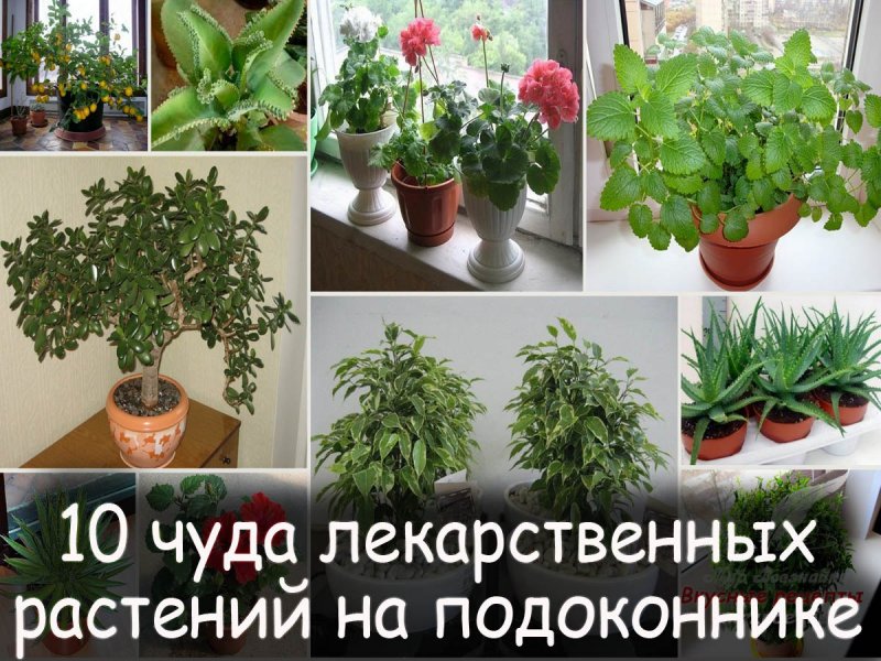 Лекарственные комнатные растения