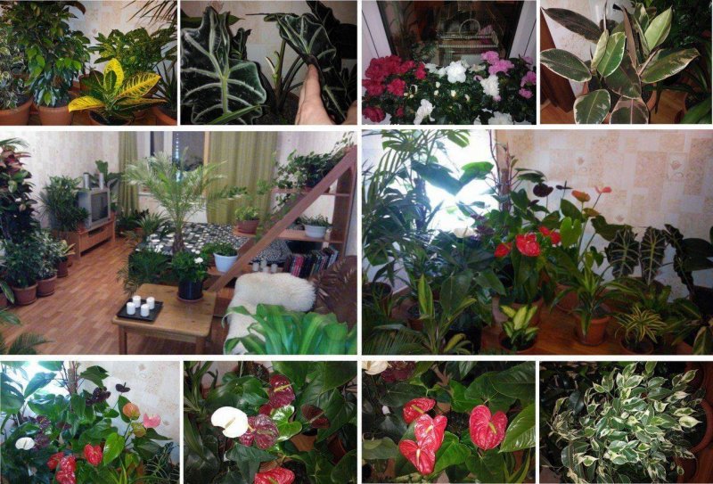 Коллаж из комнатных цветов в детском саду