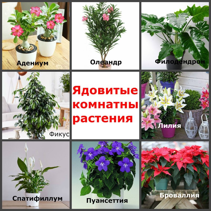 Ядовитые домашние цветы