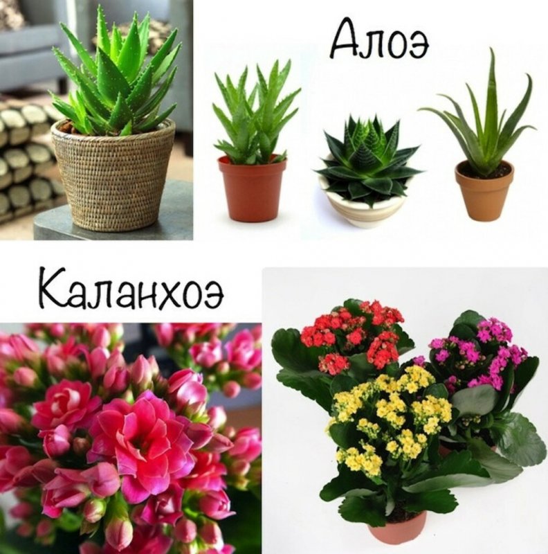 Комнатные цветы с названиями