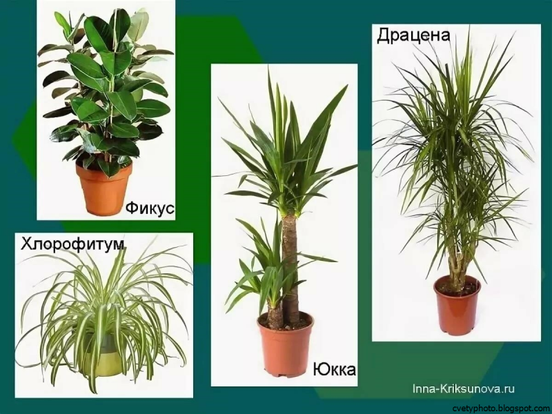 Хлорофитум и фикус