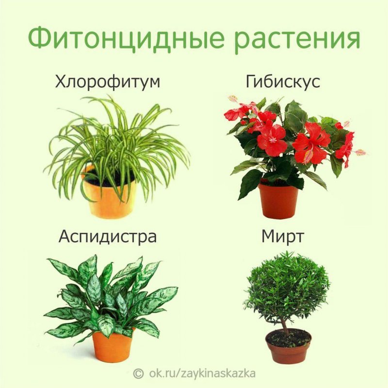 Название комнатных растнеи