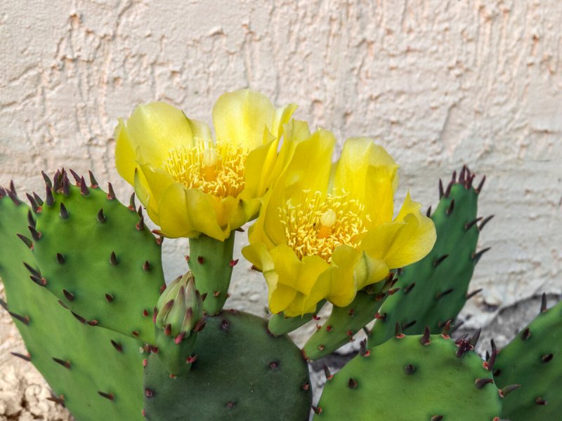 Длинноостная опунция Opuntia longispina