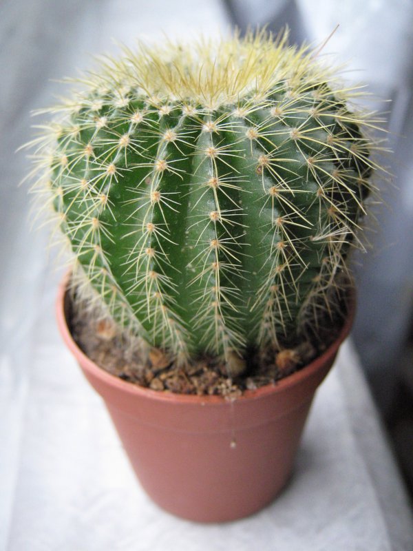 Notocactus ottonis (Нотокактус Отто)